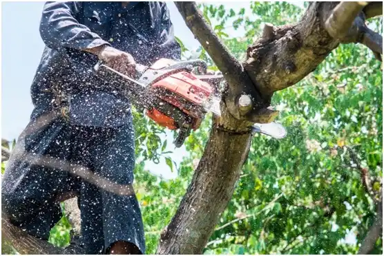 tree services Schofield